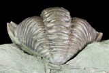 Wide Flexicalymene Trilobite In Shale - Ohio #72024-2